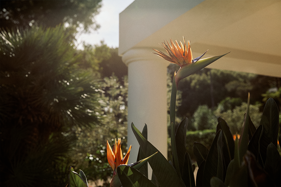jardin paysage paysagiste concepteur ajaccio (12).jpg